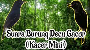 Spesial buat decu/tledekan kembang, burung hasil diatas adalah hasil pencarian dari anda decu kembang gacor mp3 dan menurut kami yang. 13 Browse Design Ideas And Decorating Tips Decu Kembang Gacor Update Harga Burung Decu 2021 Terbaru Referensi Dunia Kicau Mania Indonesia Terpercaya Decu Kembang Review Burung Decu Kembang Sikatan Belang Trotolan Jantan
