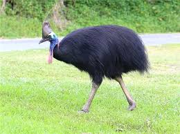 Dunyanin En Tehlikeli Kusu Olan Cassowary Saldirdigi Sahibini Oldurdu Haberler
