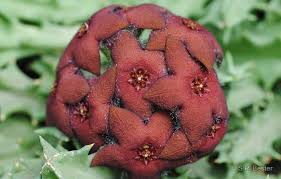 Image result for Orbea maculata