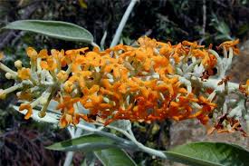 Image result for Buddleja madagascariensis