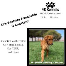 They are 12 weeks includes their spay/mircrochip age. Goldendoodle Breeder Labradoodle Companion Dogs For Sale Near Las Vegas Nv 4e Kennels