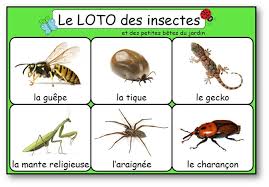 Le Loto Des Insectes Et Des Petites Betes Du Jardin Loto Insectes A Imprimer Insectes Loto Le Loto