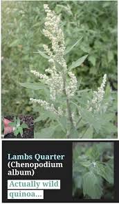 Pin On Foraging