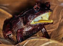 Cannibal Frogs: Horned Frogs, Darth Vaders & Dragons — Exotica Esoterica