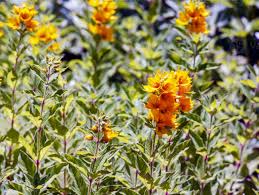 Image result for Primulaceae