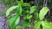 Image result for Cordia mukuensis
