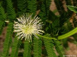 Image result for Disperis mozambicensis