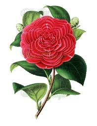 Beautiful Flower Red Camellia Vintage Image Botanical Pictures Etsy Vintage Botanical Prints Botanical Illustration Vintage Botanical Prints