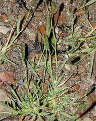 Image result for Pseudobromus engleri