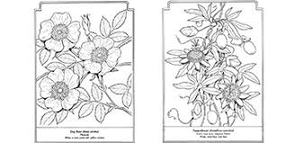 These tinting books allow every person be an imaginative wizard. The Language Of Flowers Coloring Book Dover Nature Coloring Book John Green 8601419685646 Amazon Com Books