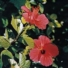 Image result for Hibiscus calyphyllus