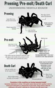 Spiffy Pet Products Pet Product Ideas Reviews And Care Tips For Your Cat Dog Fish Bird Or Other Small Pets Pet Spider Tarantula Pet Tarantula