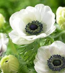 Pin By Heloisa Mirabelli On Black Green White In 2020 Anemone White Flowers Anemone Flower