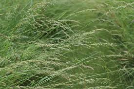 Image result for Agrostis taylorii