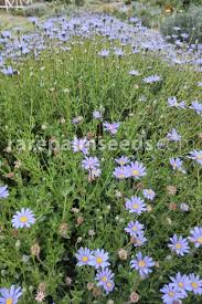 Image result for Felicia filifolia