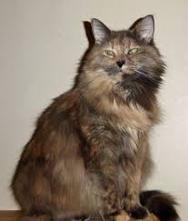 Pix For Dilute Tortie Cat Personality Cat Personalities Cats Cat Problems