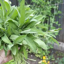 See my other listings for rosemary, cilantro, basil, parsley and oregano for your own. Everything You Need To Know About Growing Sage Kitchn