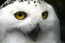 Owl Spirit Animal Meaning Explained Symbolism And Dreams