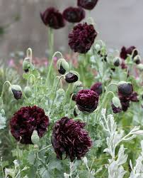 Pin Auf Peonies