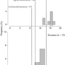 Image result for Bonatea steudneri