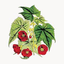 Image result for Abutilon longicuspe