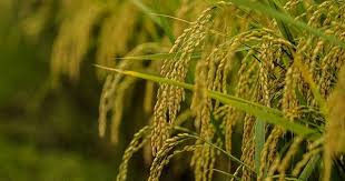 Hawa sejuk dan banyaknya destinasi wisata keren, membuat kota ini. Gambar Pemandangan Sawah Padi Dari Dekat Pemandangan Gambar Fotografi Alam