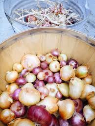 💛 📖 see the growveg book here: 7 Secrets To Harvesting Curing And Storing Onions Garden Betty