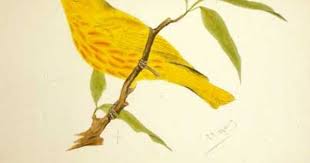 Birds Chirping In The Morning Meaning Put A Bird On It I Heard Some Chirping From Bed This Morning Despite The Chill That S A Good Sign Yellow Bird Bird Summer Yellow