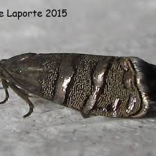 Image result for Cydia strobilella