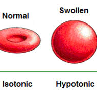 What are some examples of isotonic hypertonic and hypotonic solutions. Isotonic Solution Definition In Hindi