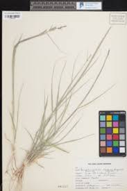 Image result for Sporobolus mildbraedii