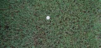 419 Tifway Bermuda Without The Middle Man Mark Up Farm To Home Delivery The Grass Outlet Bermuda Grass Grass Bermuda