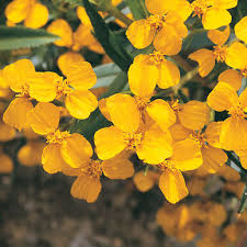 Long cultivated for its pungent flavor and purported medicinal properties, garlic is primarily propagated by cloves which are typically planted in the fall for harvest the following summer. Mexican Mint Marigold Herb Seed Johnny S Selected Seeds