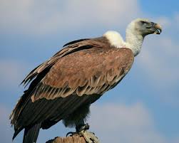 Vulture Characteristics Species Facts Britannica