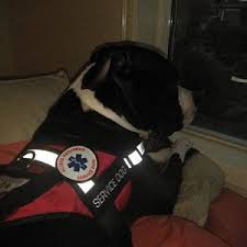 All Access Canine Emotional Support Animal Esa Dog Service Etsy In 2020 Service Dog Patches Emotional Support Animal Service Dog Vests