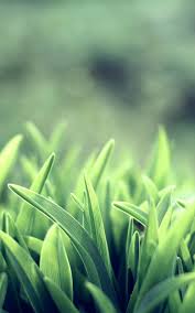 hd green grass macro android wallpaper free download hd green grass macro android wallpaper