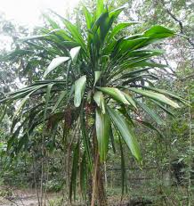 Image result for Cordia pilosissima