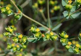 Image result for Euphorbia depauperata
