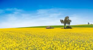 Koorawatha Canola Fields Nsw Australia Dan Coleiro Photography Koorawatha Canolafields Canola Fields Yellow Longweekend Canola Field Photography Fields