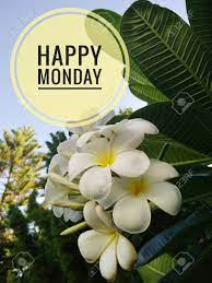 Sympathy flowers for 15% off with 1800 flowers promo code. White Plumeria Flower With Morning Outdoor Day Light Happy Monday Greeting Card Idea Stock Photo Picture And Royalty Free Image Image 130542674