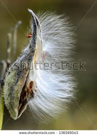 Milkweed Stock Photo Milkweed Pods Milkweed Milkweed Art