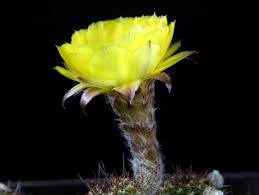 Image result for Cavacoa aurea