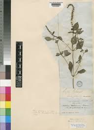 Image result for Platostoma africanum