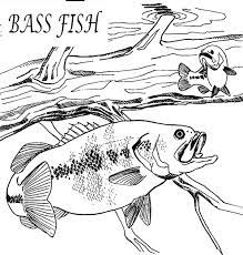 Hungry Bass Fish Coloring Pages Best Place To Color Fish Coloring Page Coloring Pages Fish Drawings
