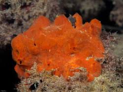 Image result for Crambe kilimandscharica