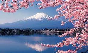  Gunung Fuji Pemandangan Gunung Fuji Bunga Sakura