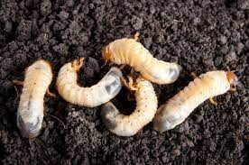 Maybe you would like to learn more about one of these? How To Get Rid Of Garden Lawn Grubs Naturally Guide Install It Direct Grub Worms Lawn And Garden Grubs