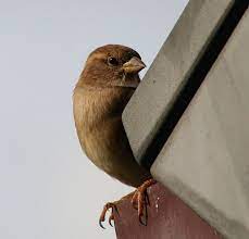 How to help get rid of birds in a chimney. What To Do If A Bird Enters The House Through Your Chimney Chimney And Wildlife