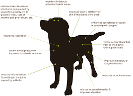 How Massage Affects Your Dog Pets Dogs Dog Care
