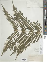 Image result for Pteris linearis